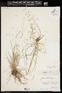 Poa autumnalis image