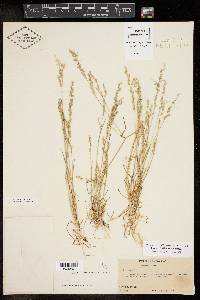 Poa bigelovii image