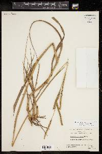 Paspalum floridanum image