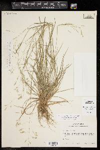 Poa autumnalis image