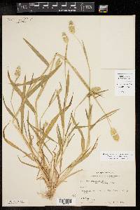 Phalaris caroliniana image