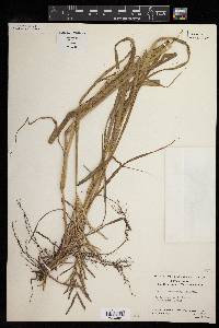 Paspalum malacophyllum image