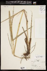 Paspalum urvillei image