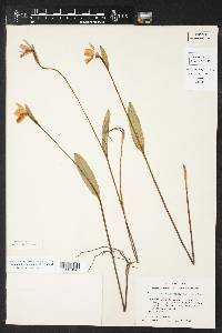 Pogonia ophioglossoides image