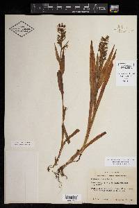 Habenaria repens image