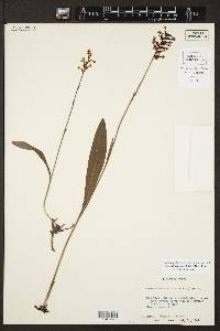 Platanthera clavellata image