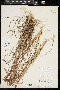 Andropogon ternarius image