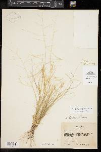 Aristida havardii image