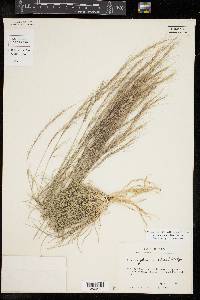 Aristida purpurea var. nealleyi image