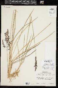 Anthenantia texana image
