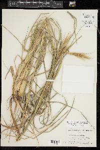 Andropogon glomeratus image