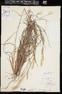 Andropogon ternarius image