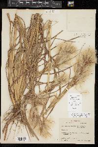 Andropogon glomeratus image