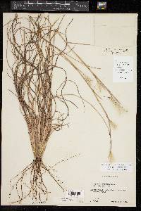 Andropogon ternarius image