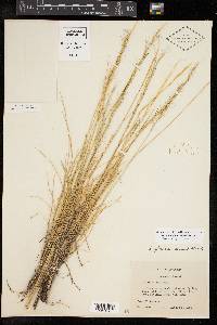 Aristida purpurea var. nealleyi image