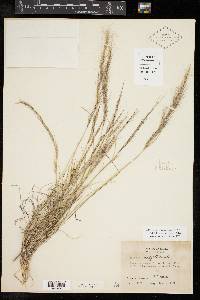 Aristida purpurea var. nealleyi image