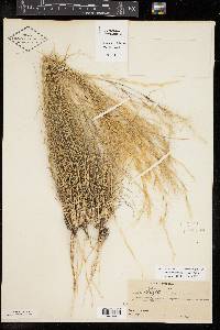 Aristida purpurea var. nealleyi image