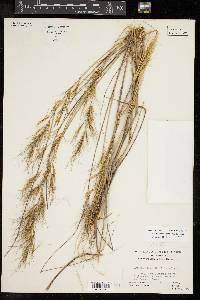 Aristida desmantha image