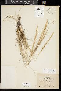 Aristida purpurea var. nealleyi image