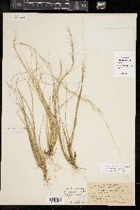 Aristida longespica image