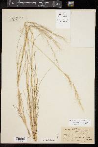 Aristida purpurea var. nealleyi image