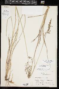 Anthenantia texana image