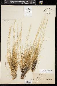 Aristida purpurea var. nealleyi image