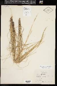 Aristida purpurea var. nealleyi image