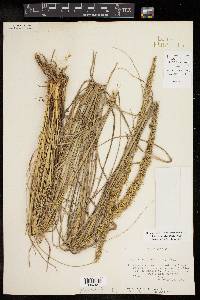 Tridens strictus image