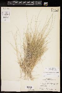 Sporobolus nealleyi image