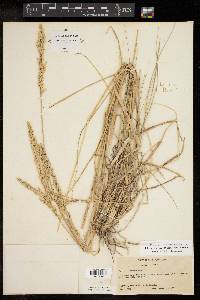 Tridens albescens image