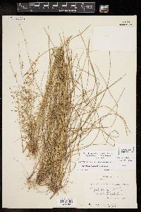 Sporobolus junceus image