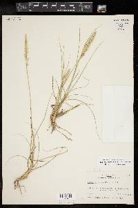 Tridens albescens image