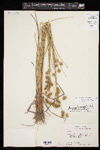 Juncus scirpoides image