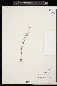 Juncus scirpoides image