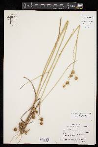 Juncus scirpoides image