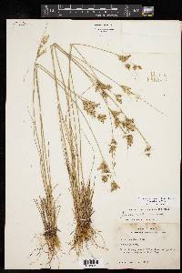 Juncus interior image