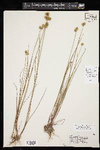 Juncus scirpoides image