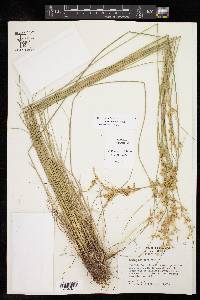 Juncus interior image