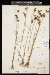 Juncus scirpoides image