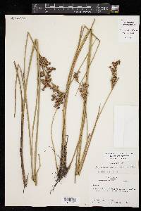 Juncus trigonocarpus image