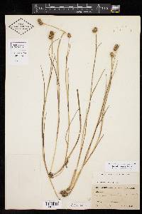 Juncus brachycarpus image