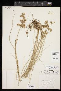 Juncus texanus image