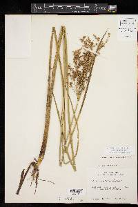 Juncus nodatus image