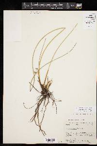 Juncus coriaceus image