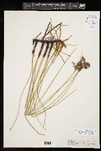 Juncus roemerianus image