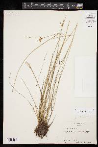 Juncus interior image