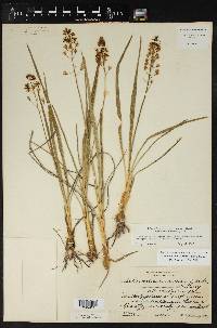 Schoenolirion croceum image