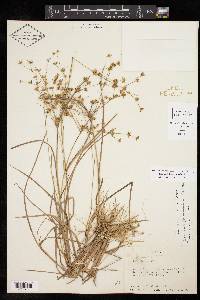 Juncus diffusissimus image