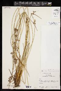 Juncus coriaceus image